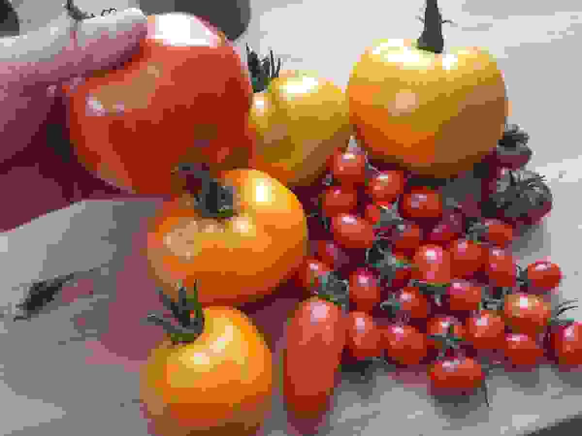 A customer from Dundedin sent me in a pick of their crop, I think the one in her hand looks like a Soldacki, the yellow ones look like Faribo Gold and the small red ones are Rosalitas.  The small ones to the right look like Purple Calabash.