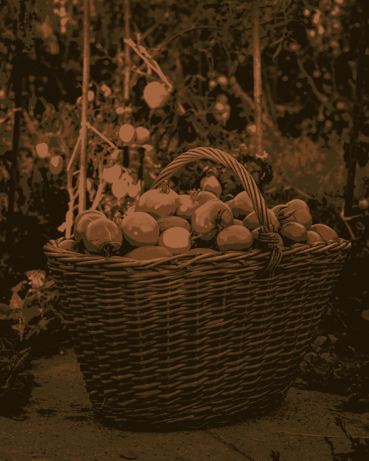 A basket full of sun ripened heirloom tomatoes with the tomato garden in the background. A basket full of sun ripened heirloom tomatoes with the tomato garden in the background.
