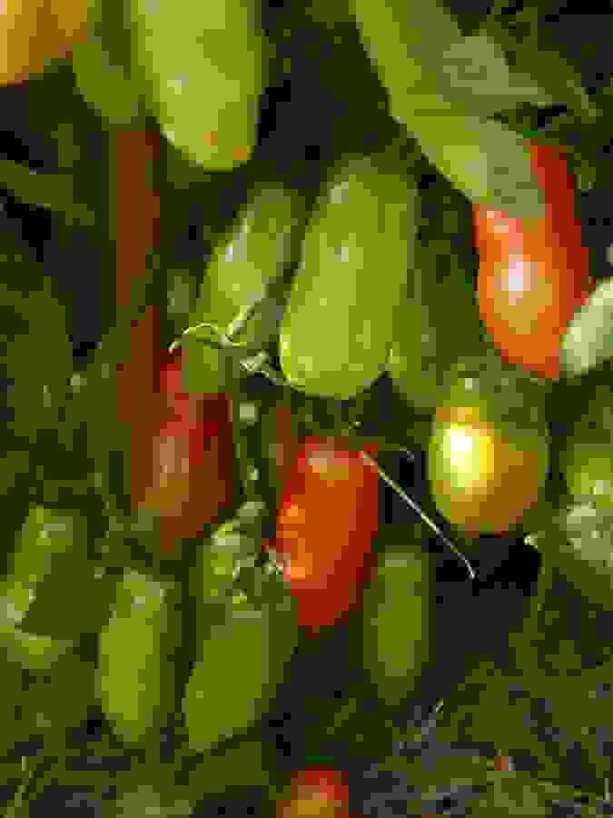 The heirloom San Marzano, prolific and disease-resistant, grown chemical-free in Hokianga, Northland, New Zealand. The heirloom San Marzano, prolific and disease-resistant, grown chemical-free in Hokianga, Northland, New Zealand.