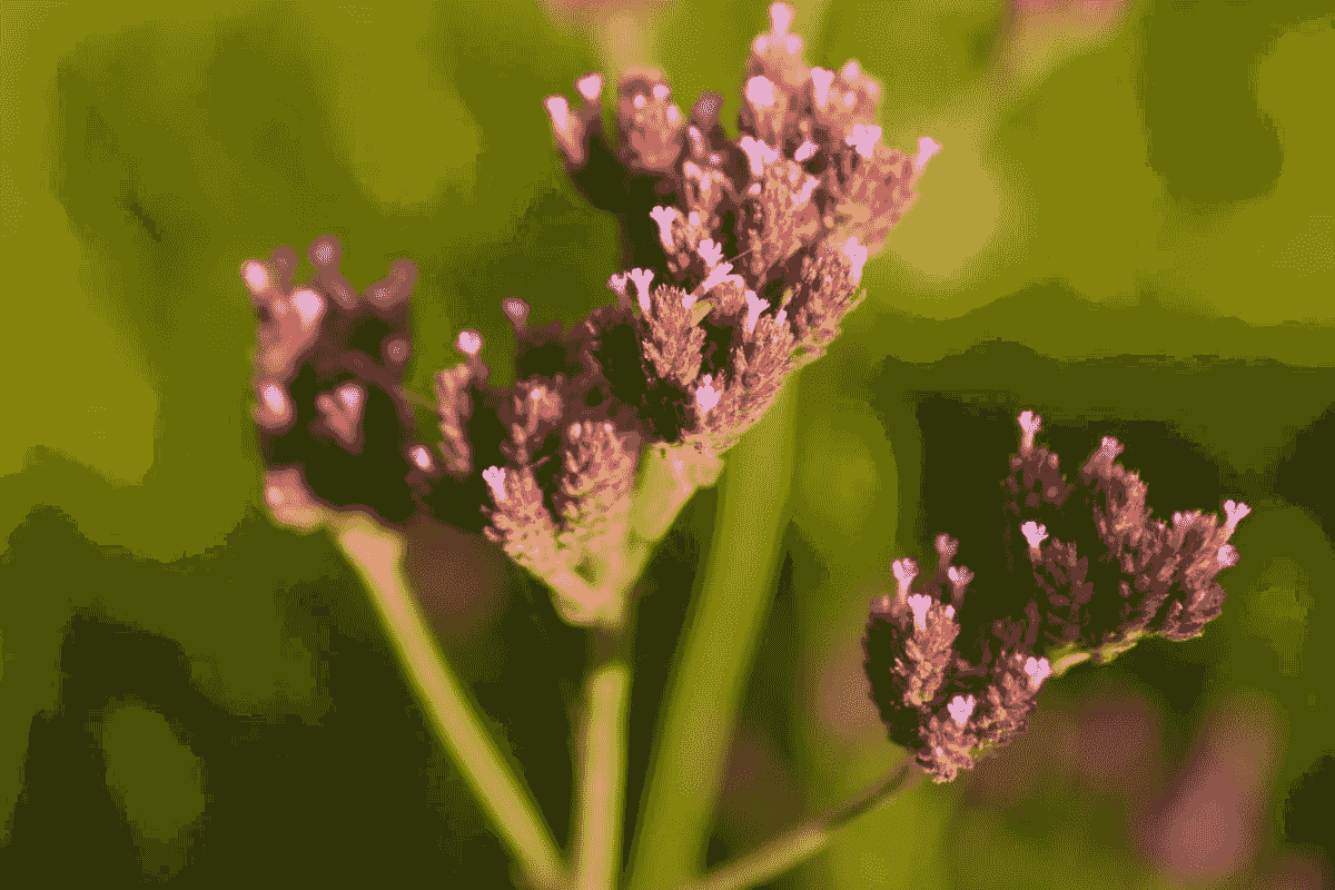 Verbena bonariensis also known as tall verbena or purpletop  verbena originates from  South America.