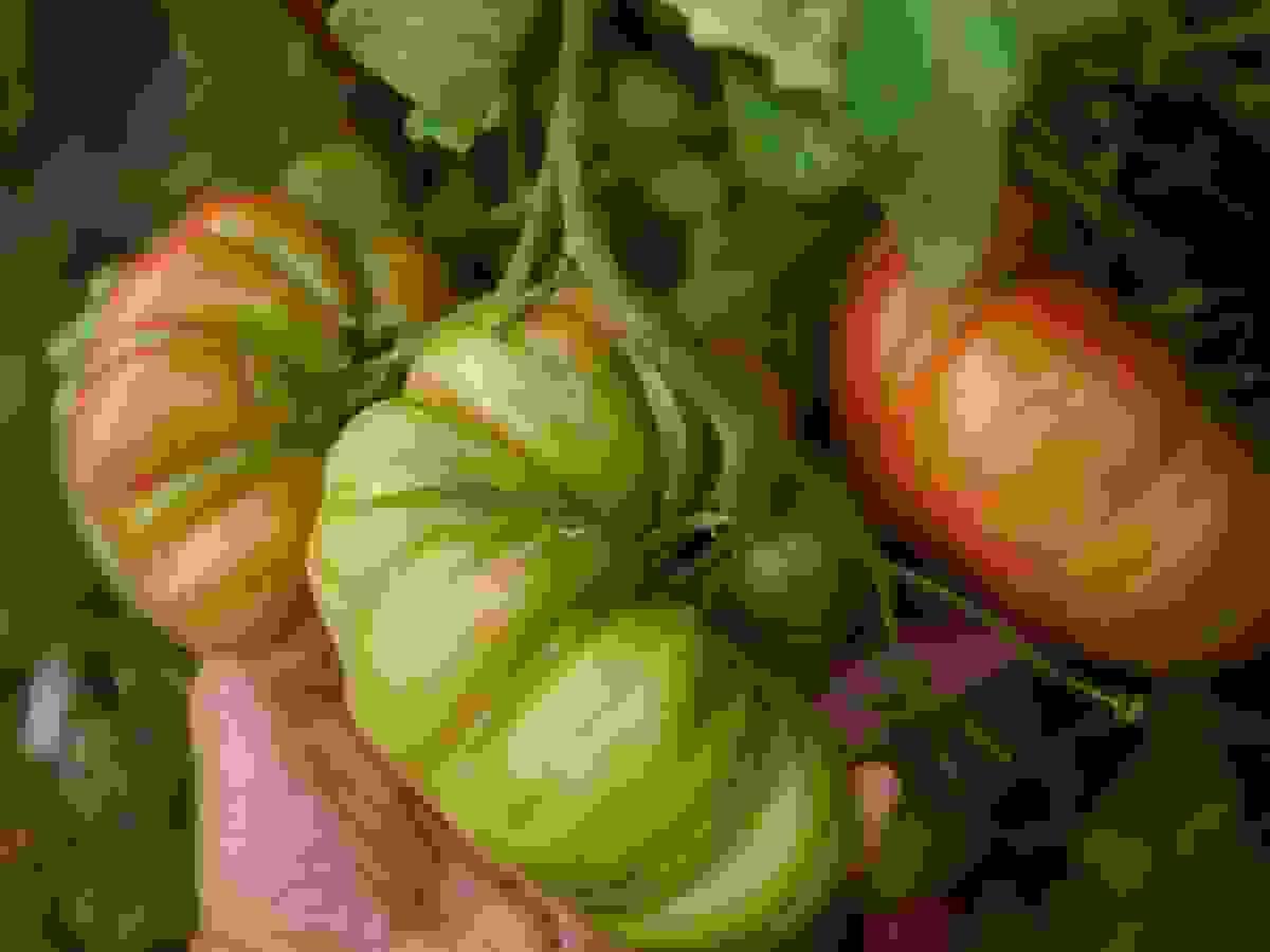The Pink Mexican Oaxacan heirloom tomato, it is a moderate cropper and delicious.