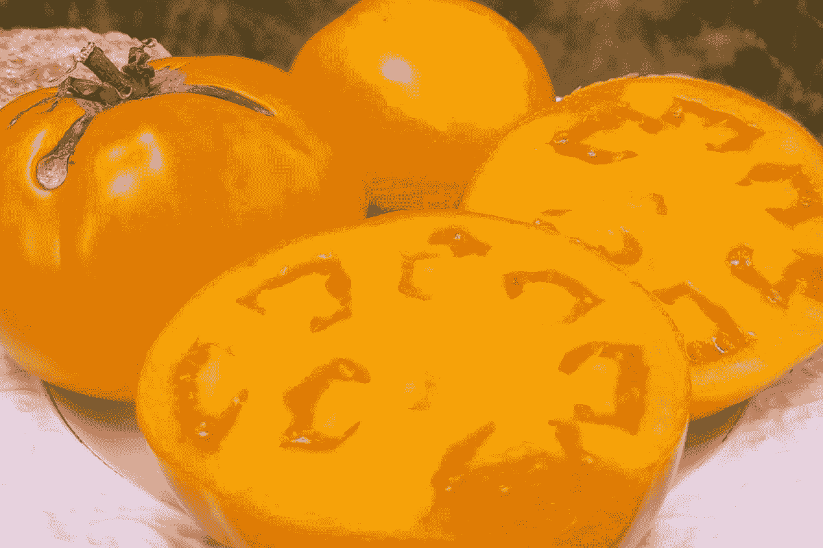 Moonglow yellow heirloom tomato, also described as orange, leaning against a bamboo stake, prolific and juicy, growing in my garden in Omanaia, Northland, New Zealand. Moonglow yellow heirloom tomato, also described as orange, leaning against a bamboo stake, prolific and juicy, growing in my garden in Omanaia, Northland, New Zealand.