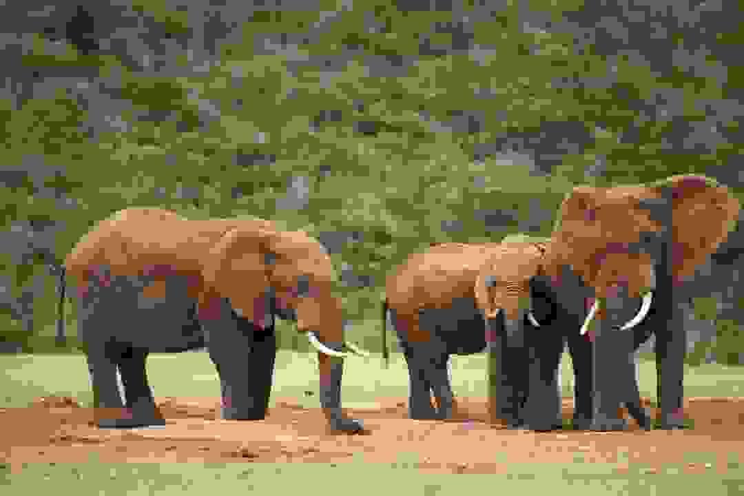 Engage with local communities and learn about their traditions, crafts, and stories that shape the Ugandan culture. Cultural Immersion Experiences What We Offer At Baros Safaris Adventure Uganda, we don’t just show you places — we create moments that stay with you forever. With experienced guides, comfortable travel options, and a commitment to conservation and community, we ensure your journey through Uganda is safe, meaningful, and magical. Engage with local communities and learn about their traditions, crafts, and stories that shape the Ugandan culture. Cultural Immersion Experiences What We Offer At Baros Safaris Adventure Uganda, we don’t just show you places — we create moments that stay with you forever. With experienced guides, comfortable travel options, and a commitment to conservation and community, we ensure your journey through Uganda is safe, meaningful, and magical.