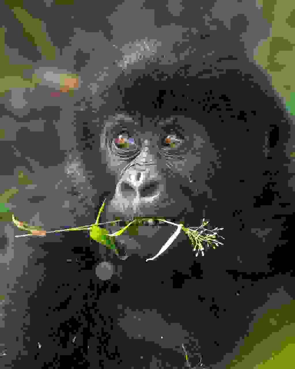 Engage with local communities and learn about their traditions, crafts, and stories that shape the Ugandan culture. Cultural Immersion Experiences What We Offer At Baros Safaris Adventure Uganda, we don’t just show you places — we create moments that stay with you forever. With experienced guides, comfortable travel options, and a commitment to conservation and community, we ensure your journey through Uganda is safe, meaningful, and magical. Engage with local communities and learn about their traditions, crafts, and stories that shape the Ugandan culture. Cultural Immersion Experiences What We Offer At Baros Safaris Adventure Uganda, we don’t just show you places — we create moments that stay with you forever. With experienced guides, comfortable travel options, and a commitment to conservation and community, we ensure your journey through Uganda is safe, meaningful, and magical.