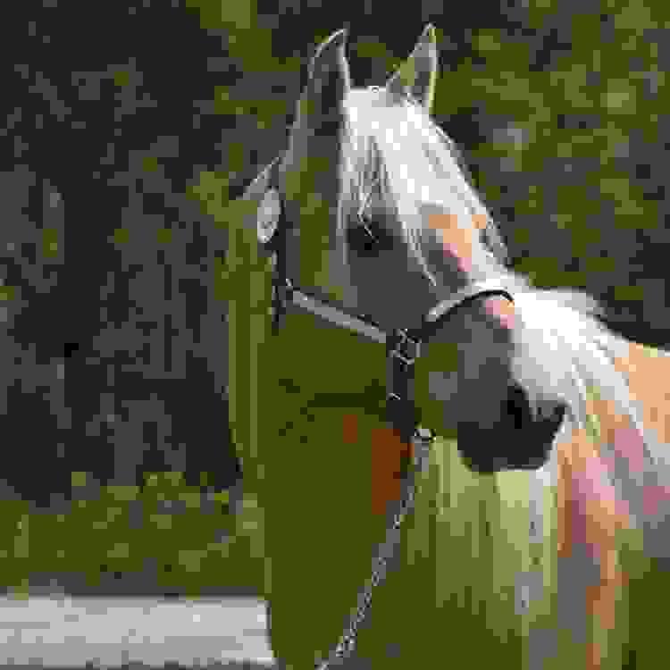 broken image