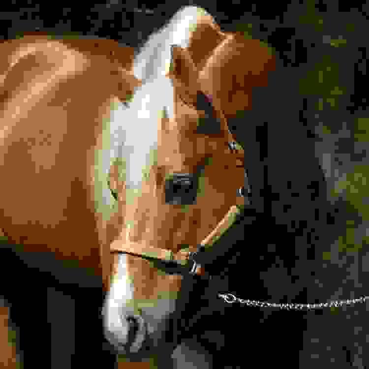 broken image