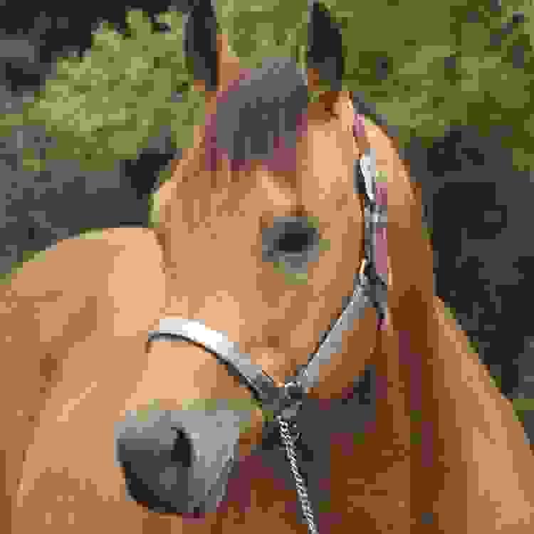broken image