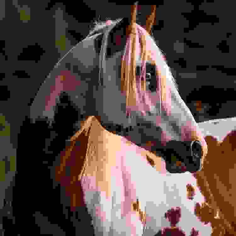 broken image