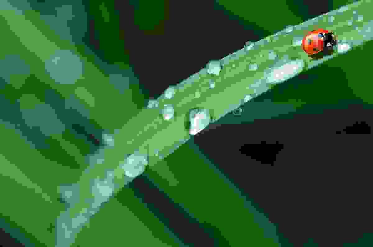 Section image