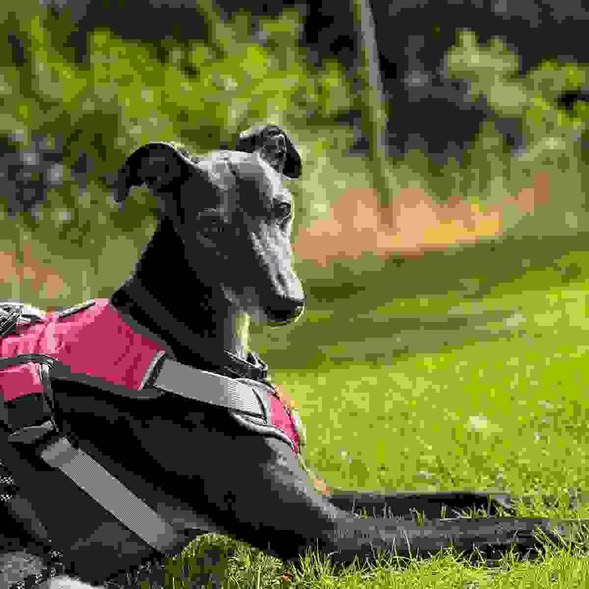 Barney the dog at Sunfolk Barney the dog at Sunfolk