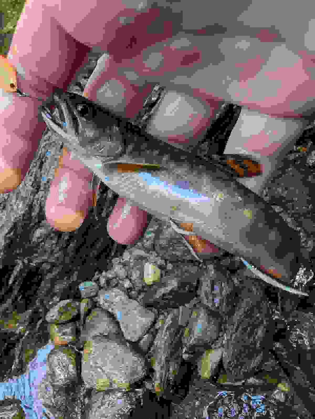 Section image