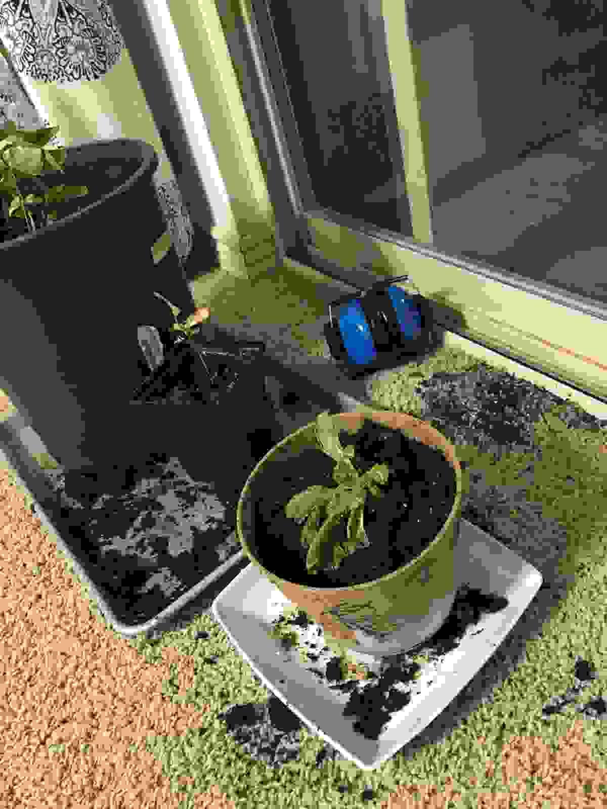 Section image