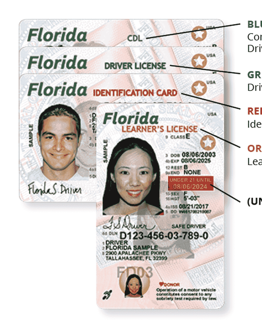 Florida dmv driver license check
