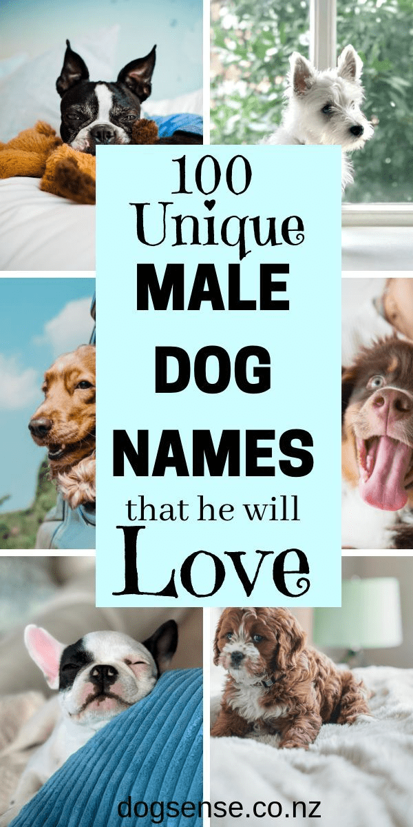 Dog Names For Girls Unique Dog Names For Girls Unique