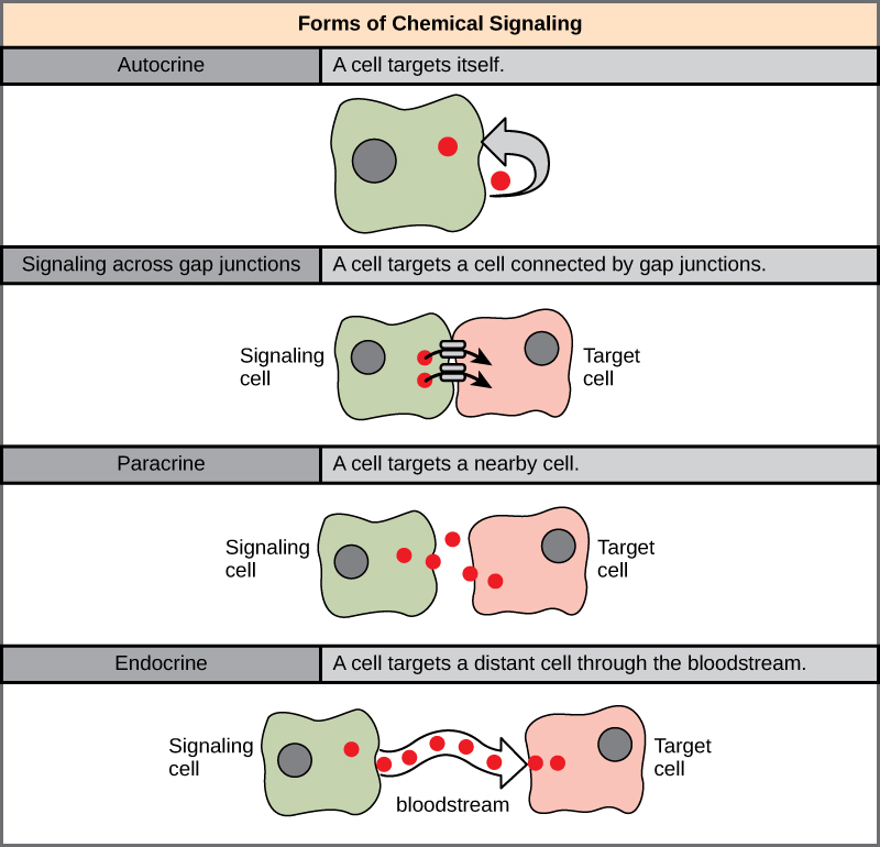Signaling pathways of endocrine hormones