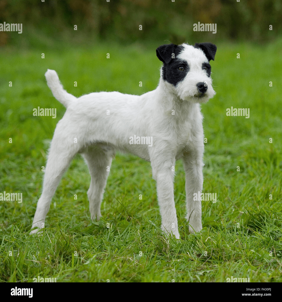 Black and white jack russell dog