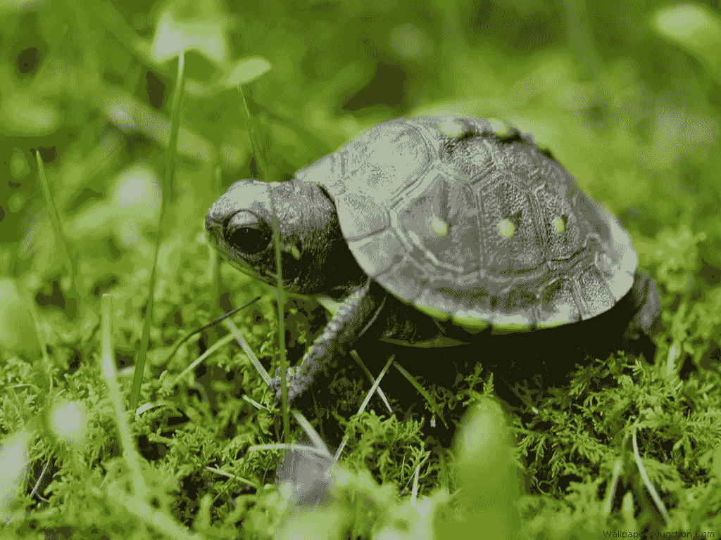 Pc logo software free download with turtle
