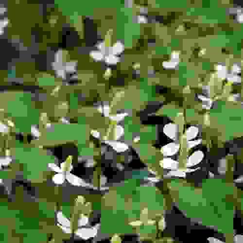 "一大片魚腥草 (Houttuynia Cordata) 開花田地，葉片翠綠"
