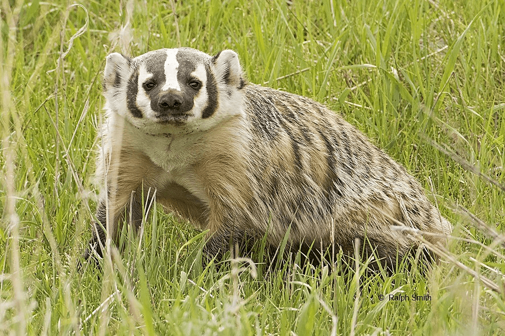 winning-badger-5-numbers