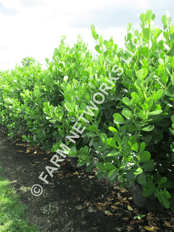 Happy trees christmas trees broward county