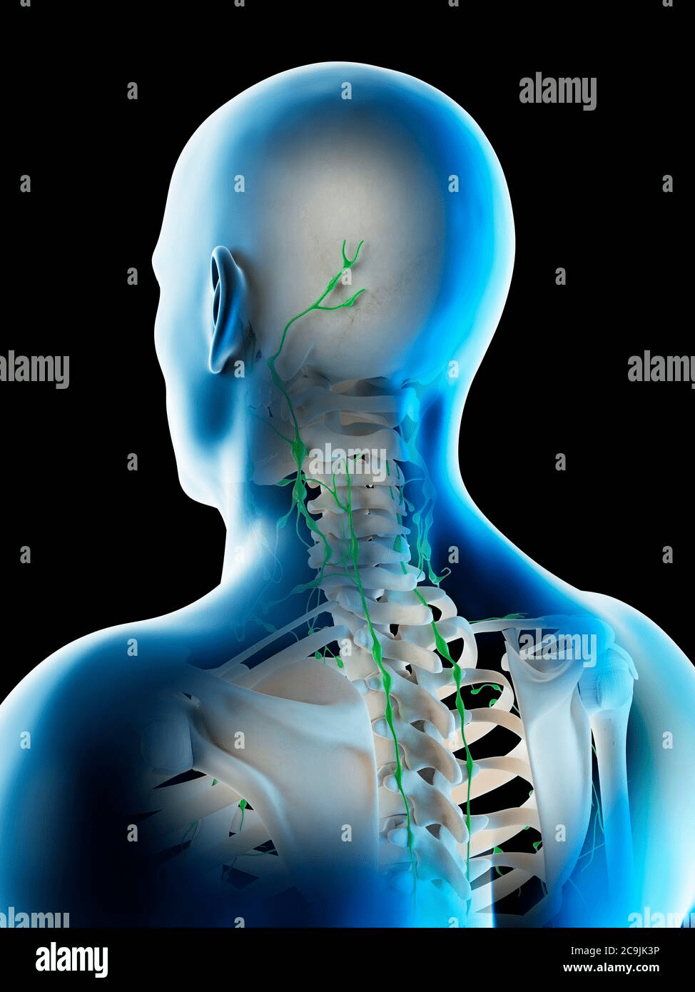 Lymph nodes on back of head