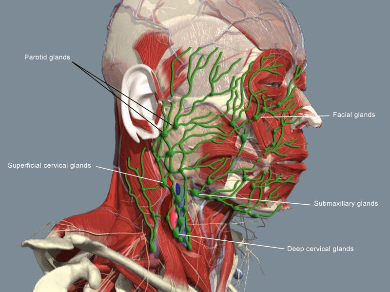 Lymph nodes on back of head