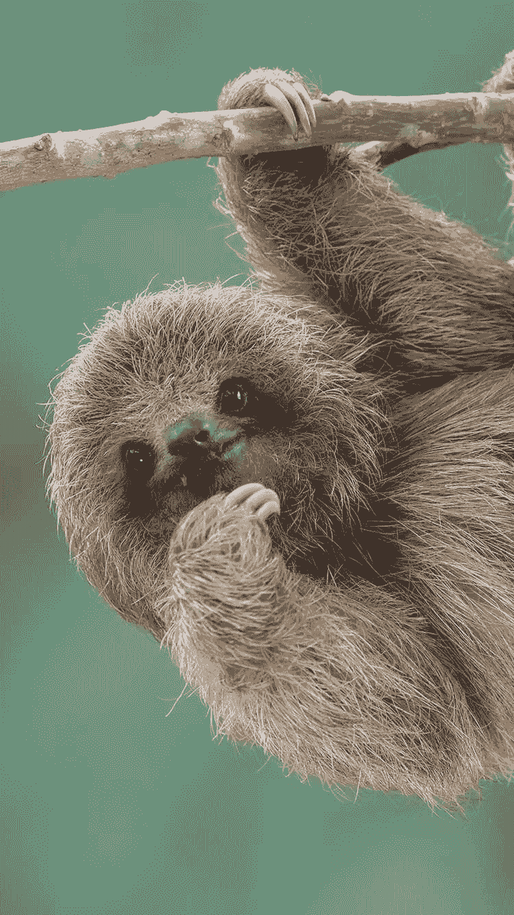 Sloth wallpaper 1920x1080