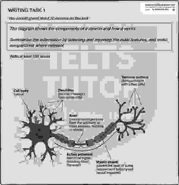 The diagram shows the components of a neuron and how it works