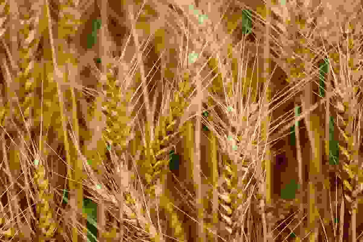 Section image