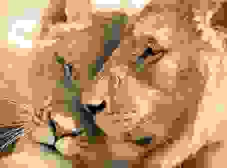 Section image