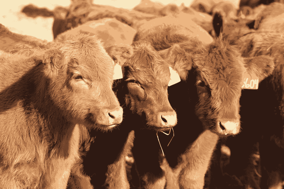 Do feeder cattle futures follow fed cattle futures