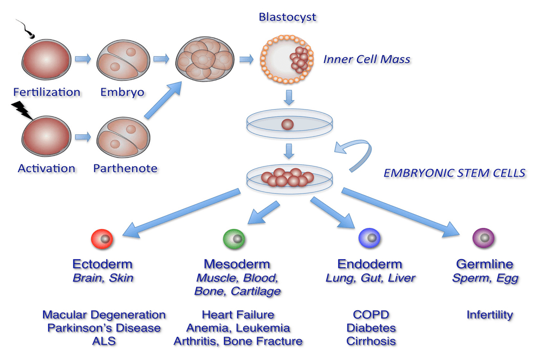 Embryonic stem cells definition biology