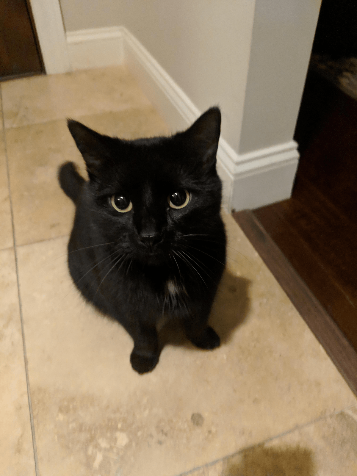 My dog always sounds like he has a hairball