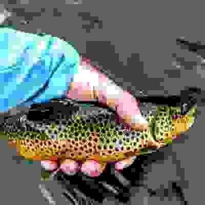 upper peninsula brown trout