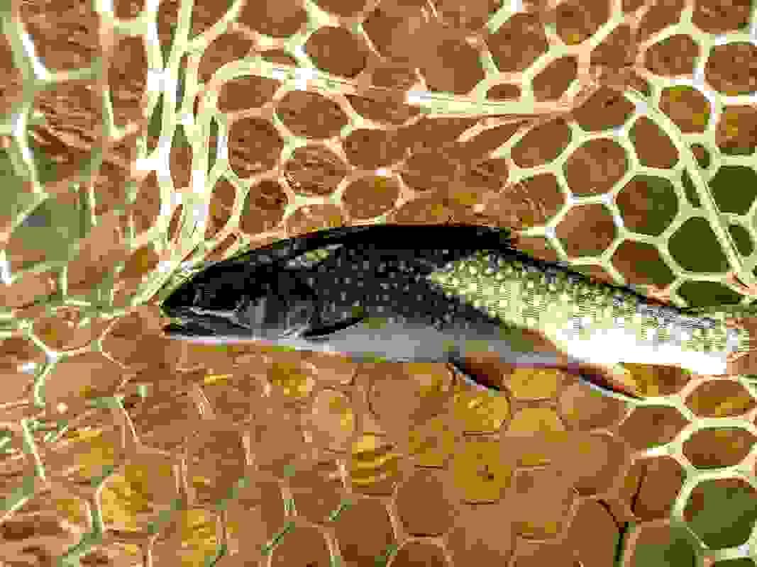 upper peninsula brook trout