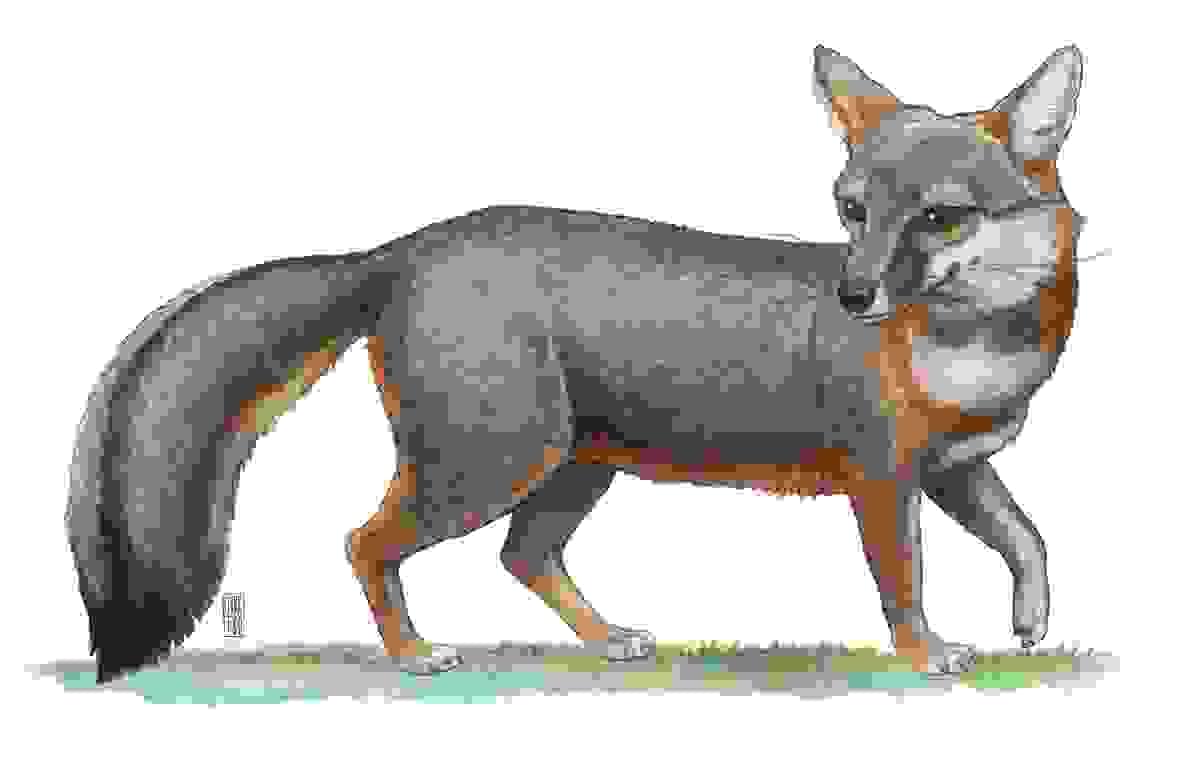 Section image