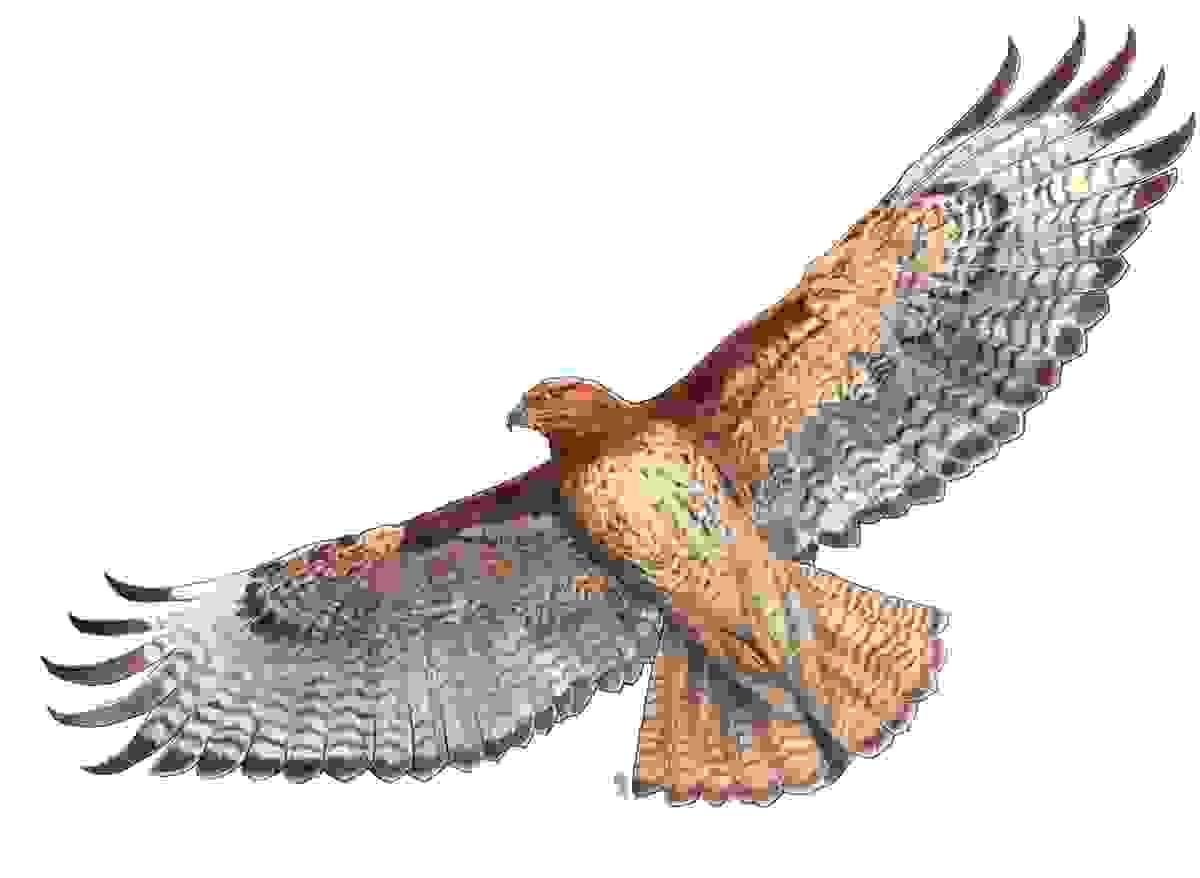 Section image