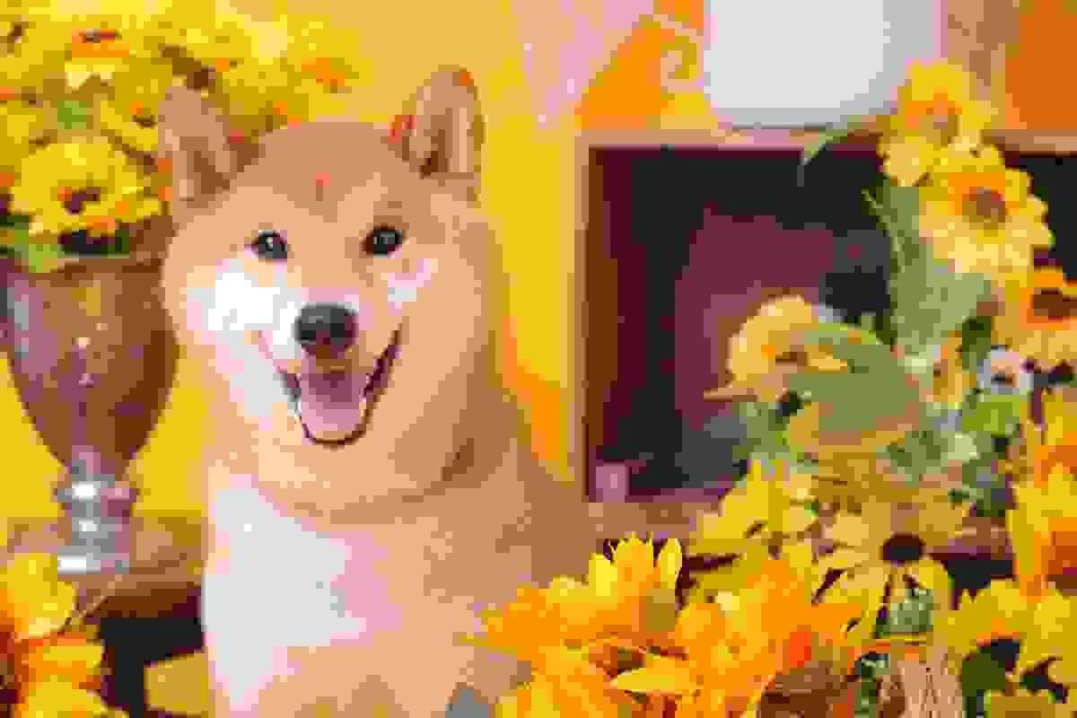 broken image