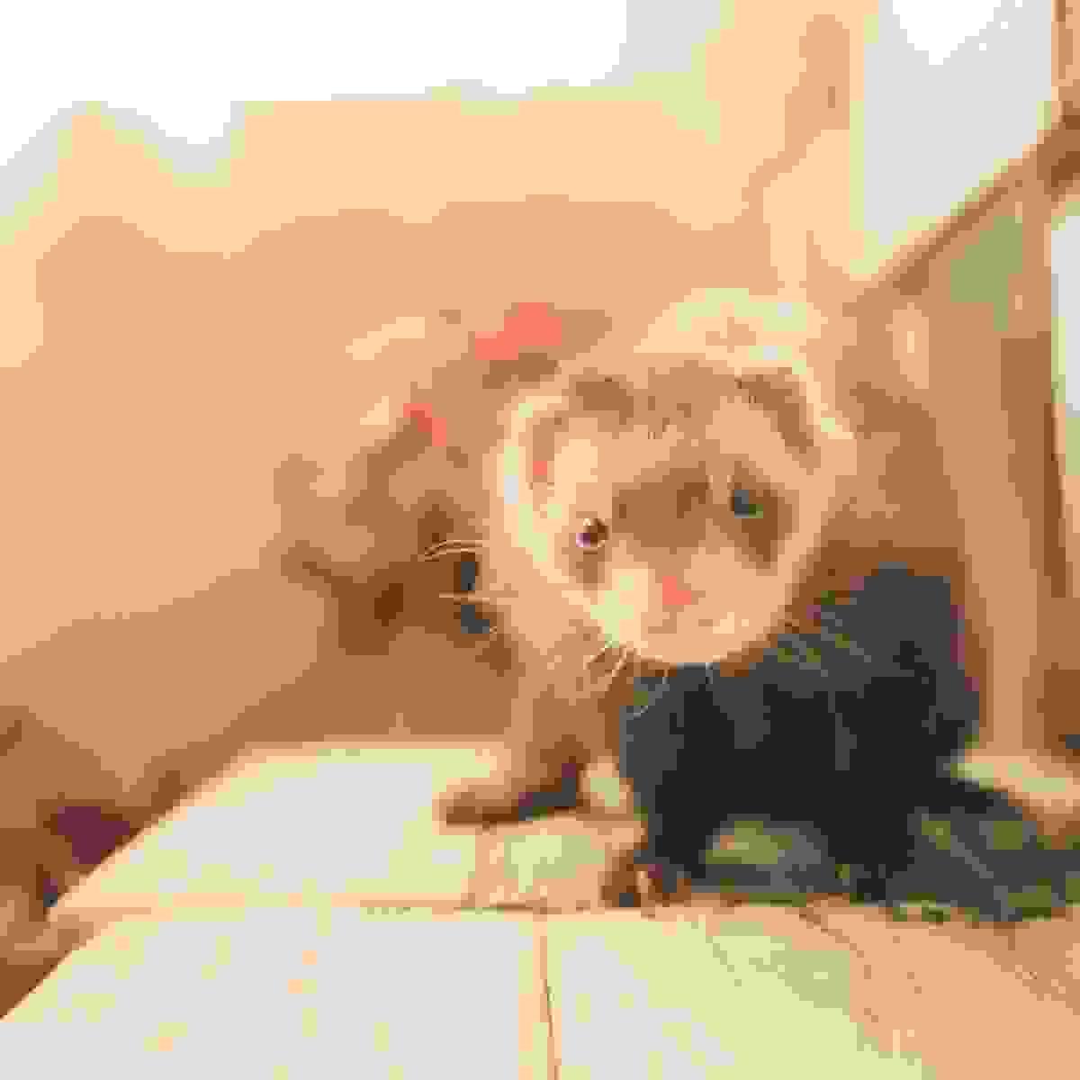broken image
