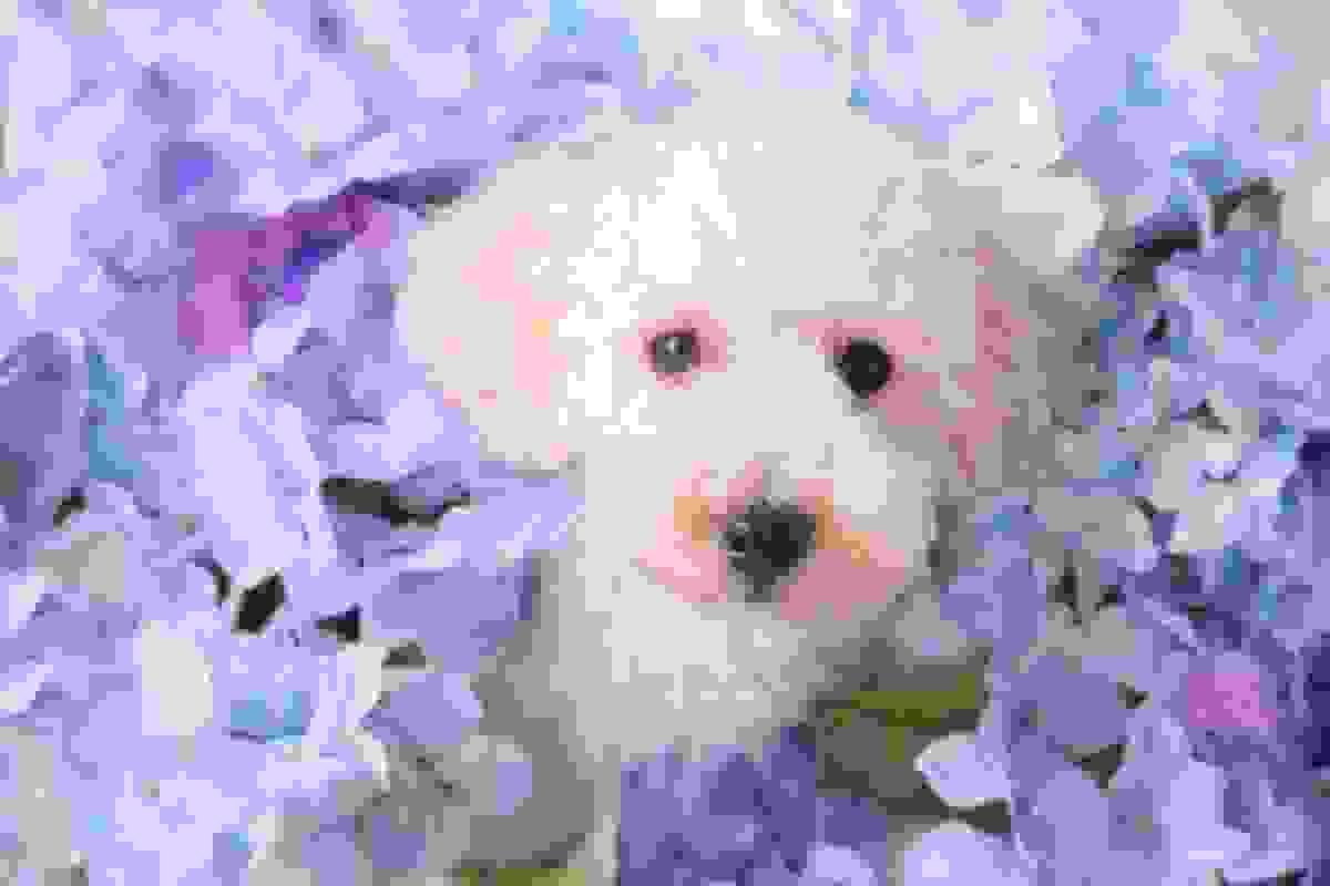 broken image