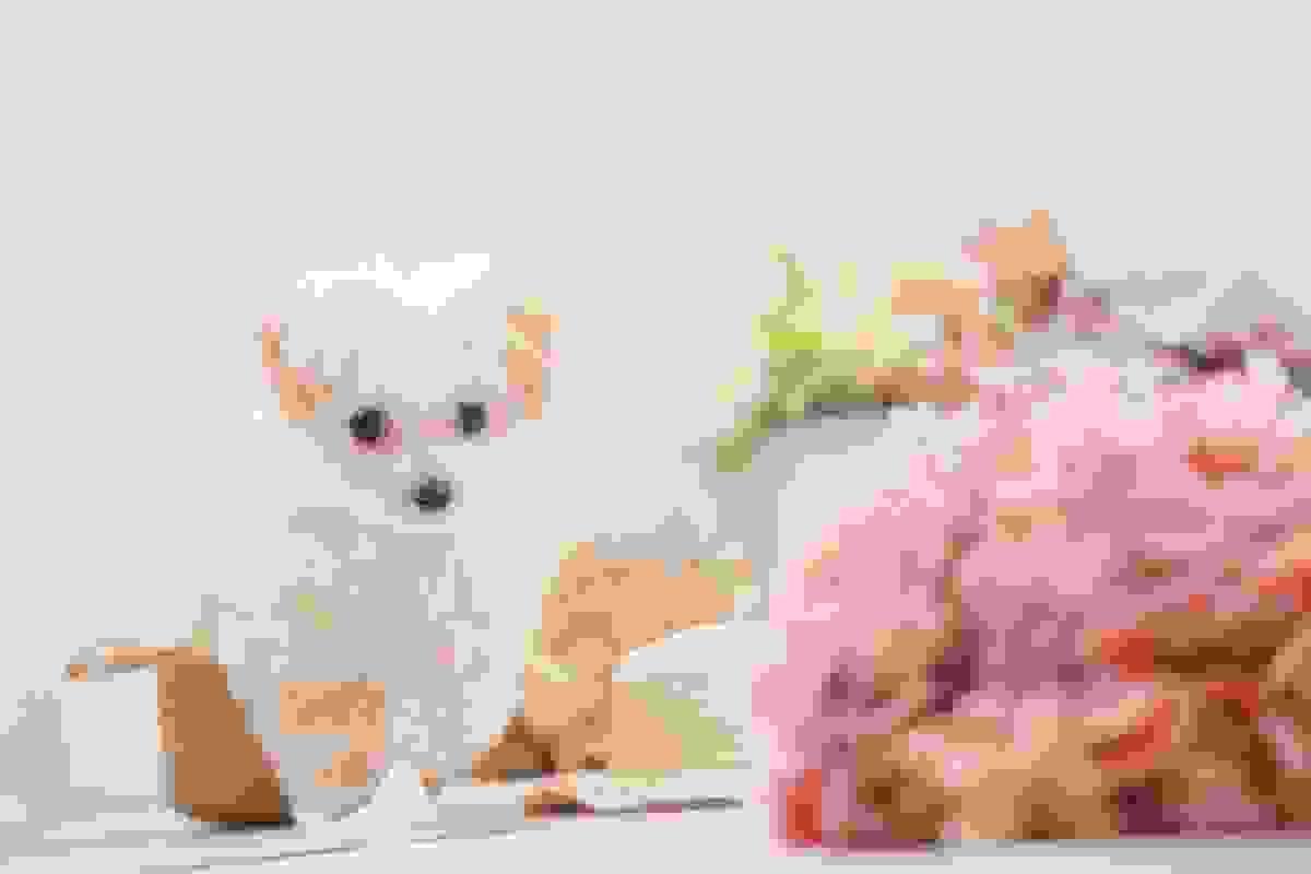 broken image