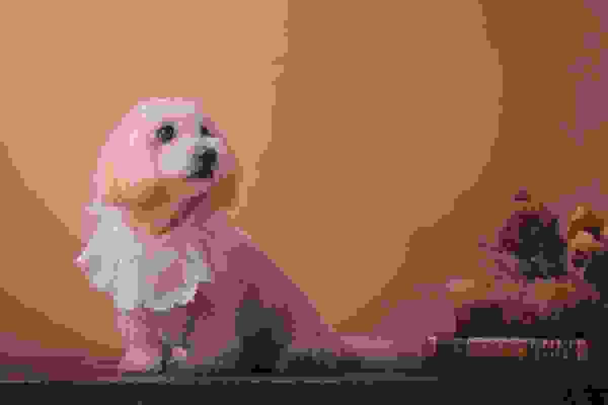 broken image