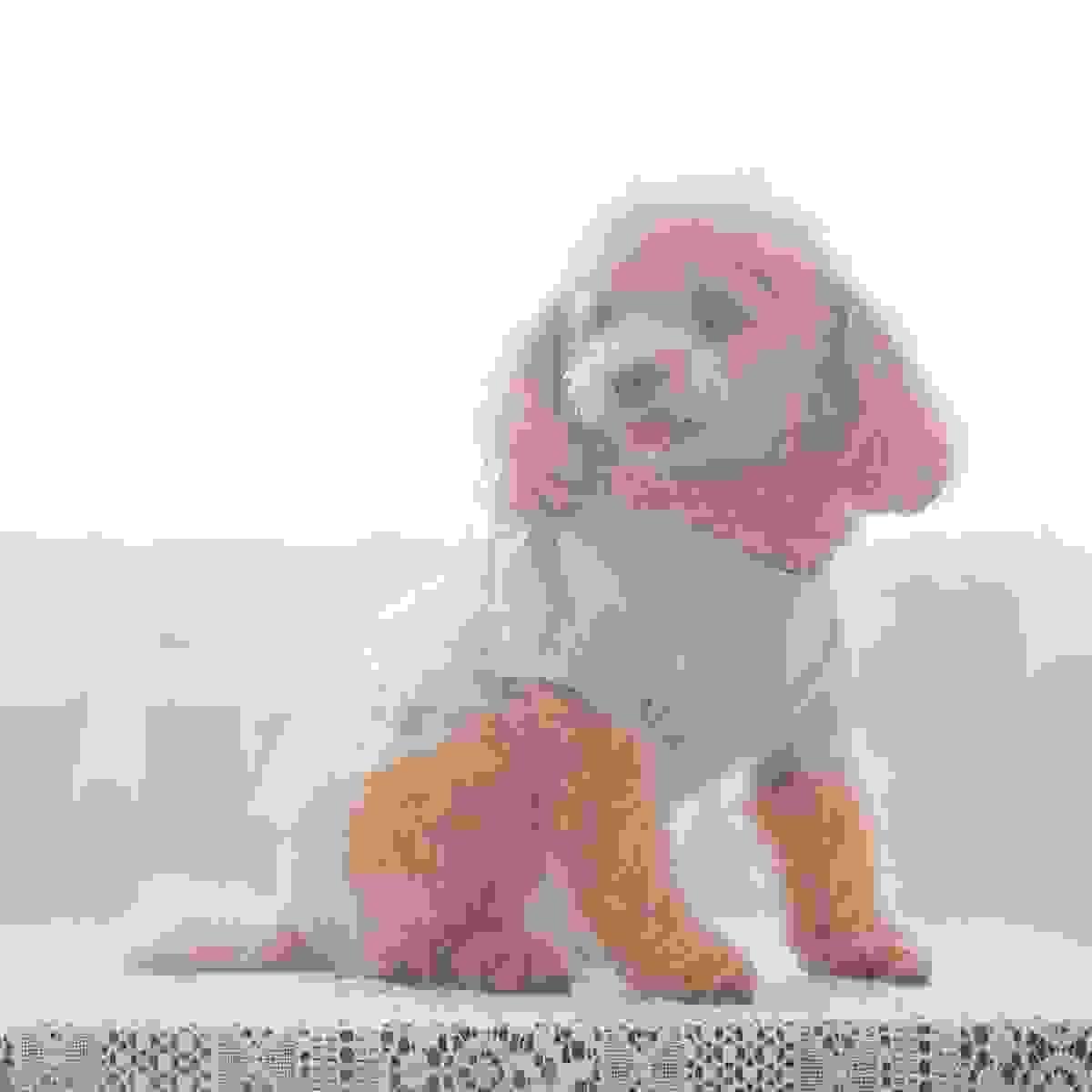 broken image