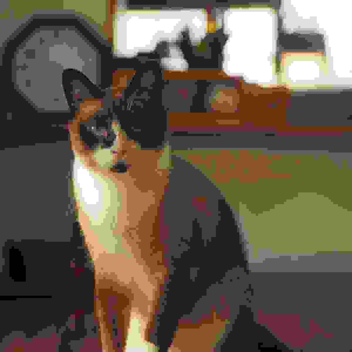 broken image
