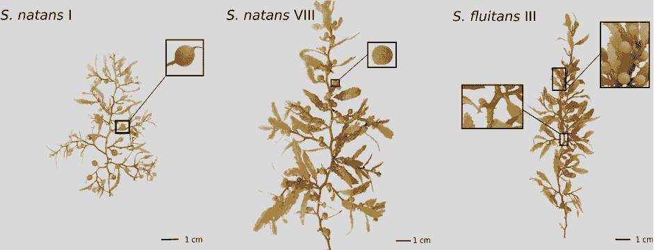 Section image