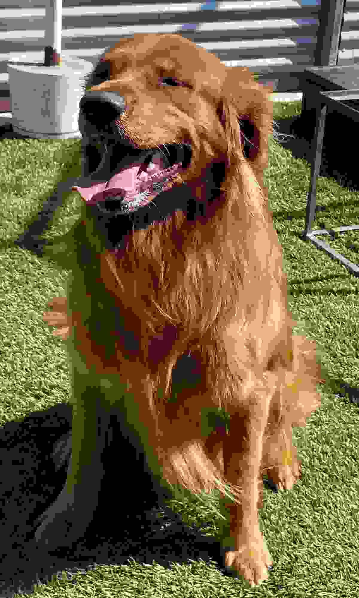 Hopper, registered name Rhett Butler, a dark-red Golden Retriever sitting on grass. Hopper, registered name Rhett Butler, a dark-red Golden Retriever sitting on grass.