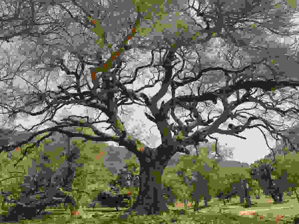 Section image