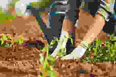 Section image