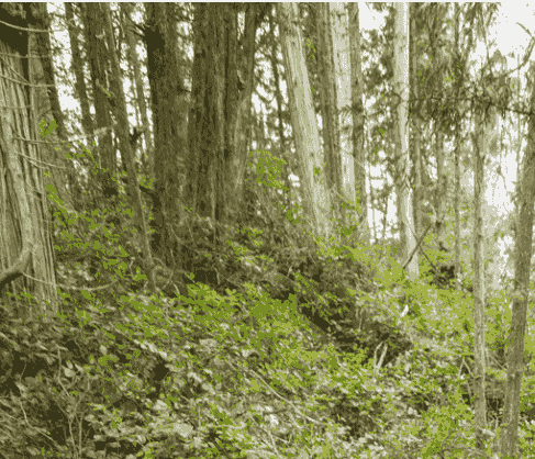 Join us for community events that celebrate Indigenous culture through music, dance, and storytelling. These gatherings foster connection and understanding, offering visitors a chance to engage with local communities and their rich traditions. Community Events What We Do Indigenous Nations on Vancouver Island