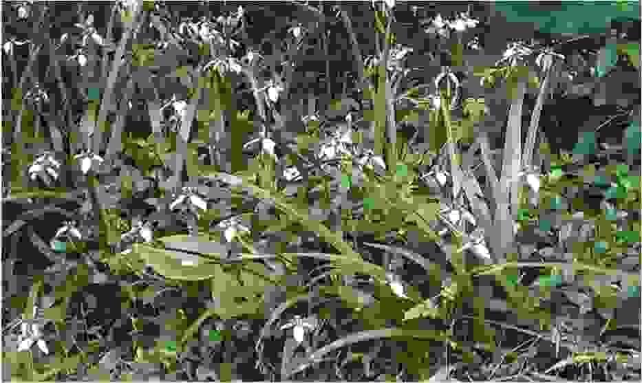 Section image